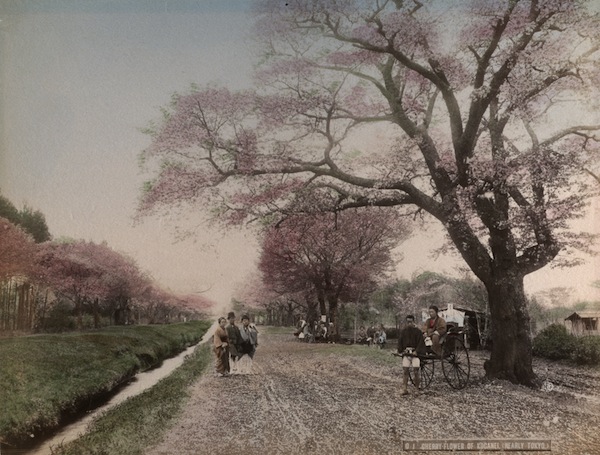 Anonymous. Flowering cherry on the banks of the river in Koganei
About 1890 